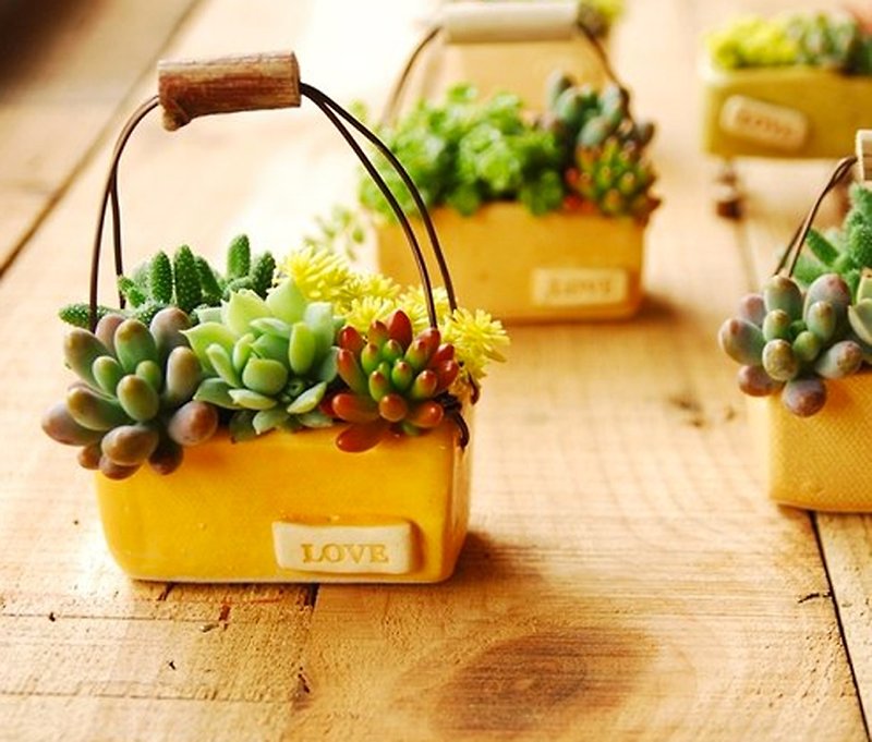 Single piece of yellow mini gift basket pot containing succulents - ตกแต่งต้นไม้ - พืช/ดอกไม้ สีเขียว