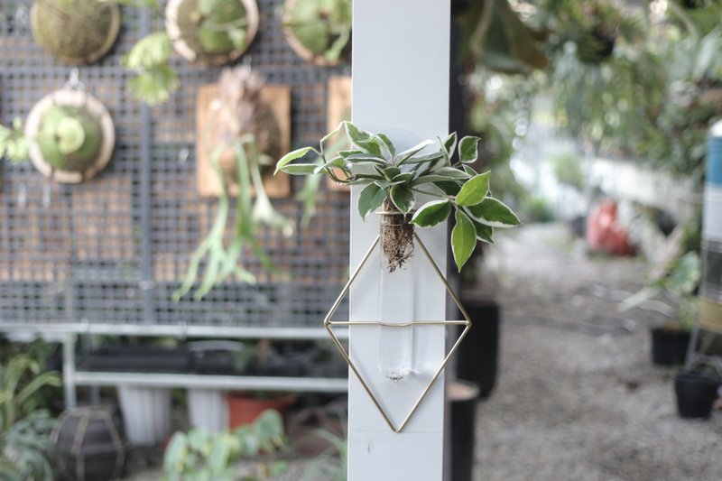 水培植栽│斑葉毬蘭_室內植物 壁掛式試管玻璃瓶 - 植栽/盆栽 - 玻璃 