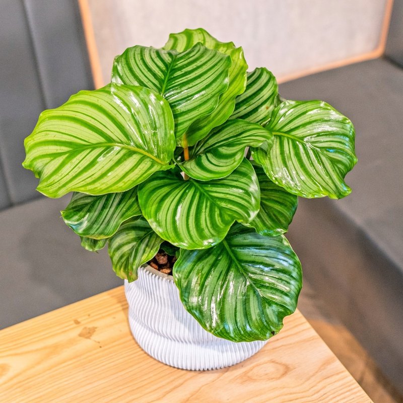 Green apple arrowroot 7-inch curved shape white Cement pot foliage plant indoor table decoration - ตกแต่งต้นไม้ - พืช/ดอกไม้ 