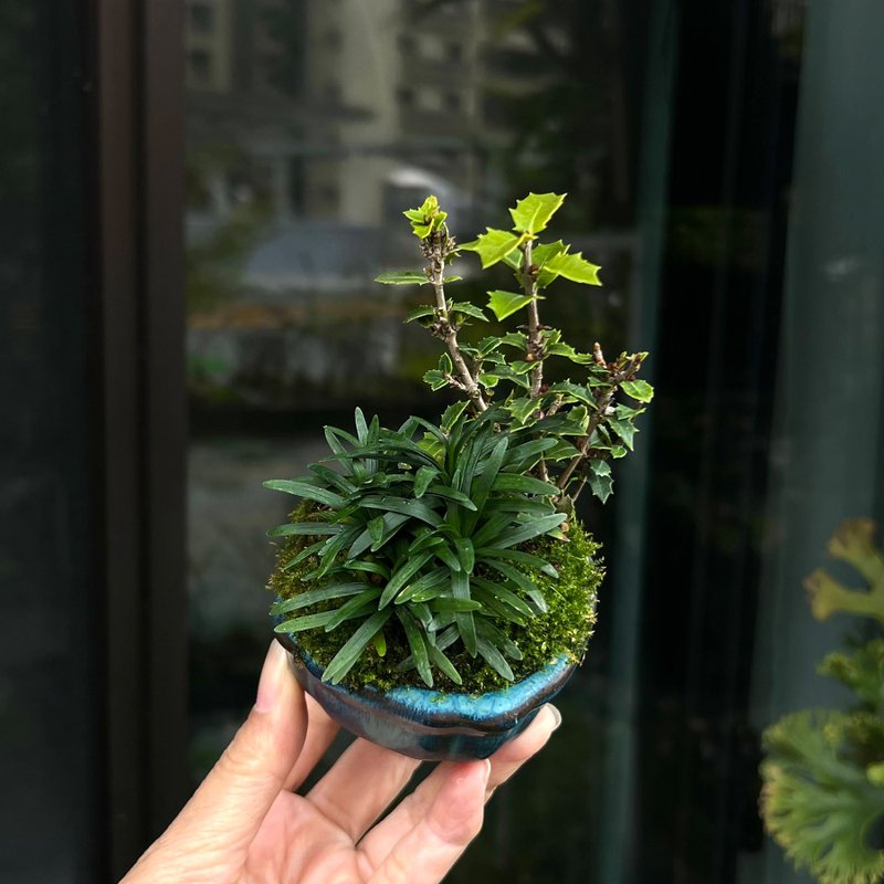 日本香姬∣香氛豆盆栽 - 盆栽/植栽 - 陶 