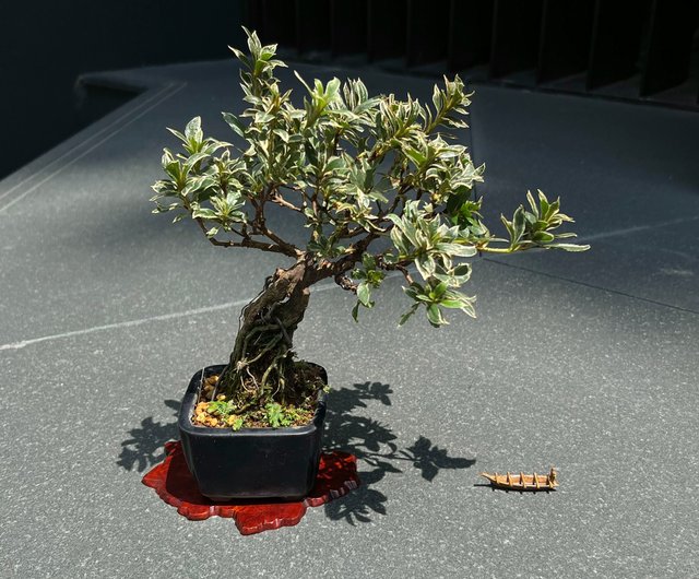 日本紫陽花アジサイ 七段花中品盆栽 設計館茉莉愛草mu Bonsai 植物 盆栽 盆景 Pinkoi