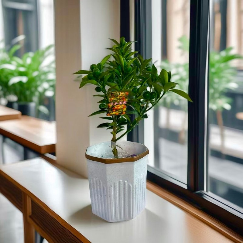 免運【果樹盆栽】日本甜桔盆栽 多子多福居家陽台 開幕新居送禮 - 盆栽/植栽 - 陶 