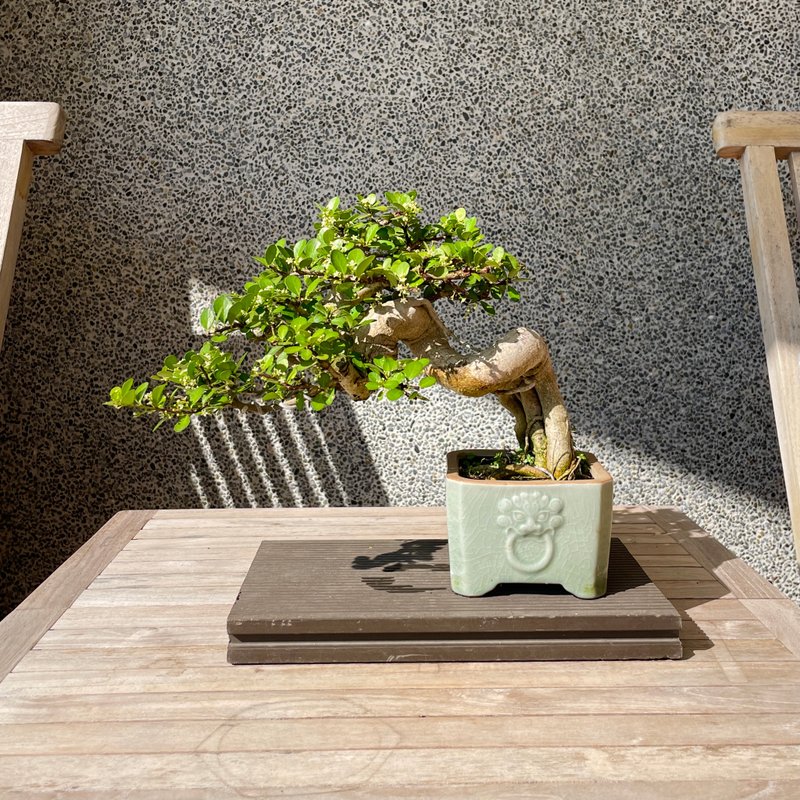 Small bonsai - Niugang thorn bonsai gift - ตกแต่งต้นไม้ - พืช/ดอกไม้ 