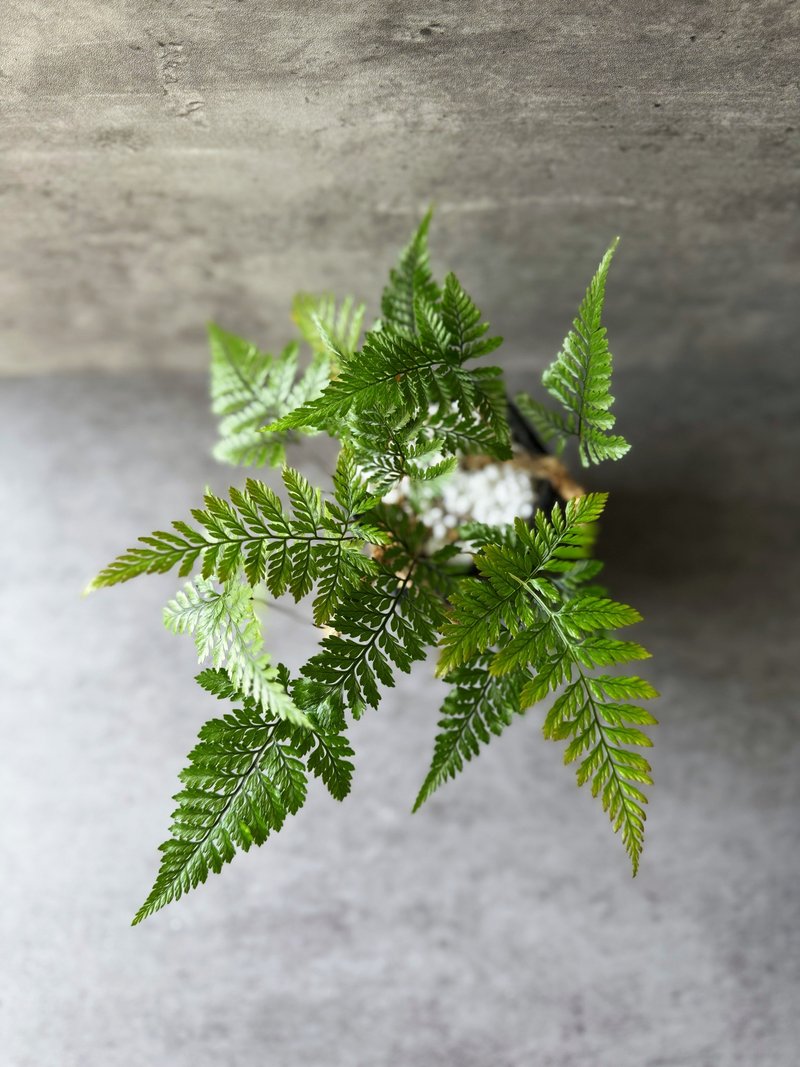 室內植物 兔腳蕨 盆栽 植栽 桌上盆栽 開幕送禮 - 盆栽/植栽 - 植物．花 綠色