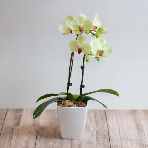 玉屋 TAMAYA Flowers & Plants 芥末蝴蝶蘭 | 單株