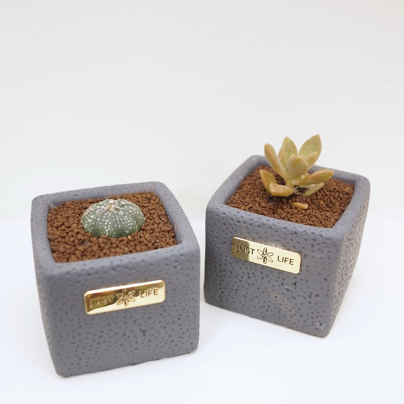 Succulent mini plants | Metal Cement small square pots | Random plants included - ตกแต่งต้นไม้ - พืช/ดอกไม้ 