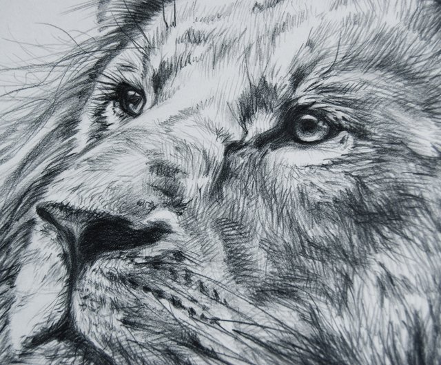 Lion, original graphite pencils drawing, wild cats - Shop FamilyAndFarm  Wall Décor - Pinkoi