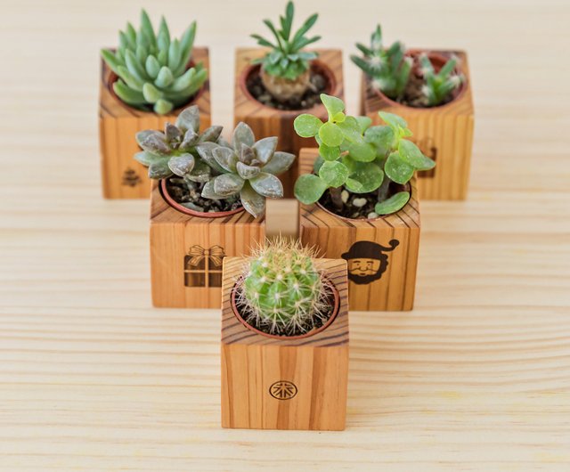 柳杉磁鐵盆】不含植物原木花器多肉磁鐵木盆裝飾小物mifo 銘峰