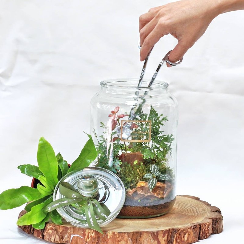 [Extra large plant ecological bottle] DIY material package + teaching video [original ecology] 12×19cm - จัดดอกไม้/ต้นไม้ - พืช/ดอกไม้ 