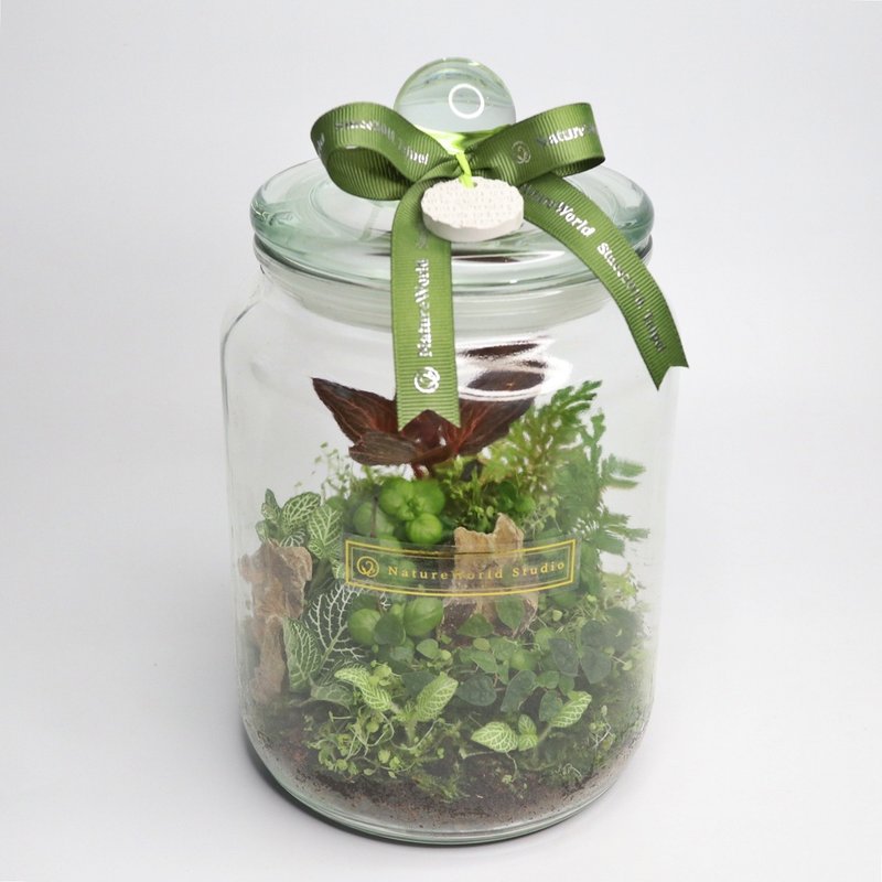 【植物生態瓶】DIY材料包+教學影片/特大款 - 花藝/盆栽/植栽 - 植物．花 