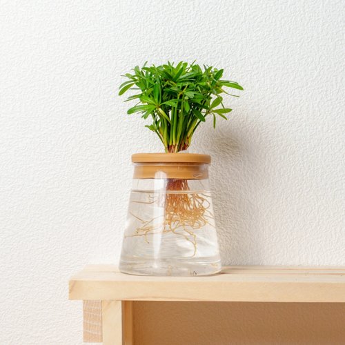 巧繪網植物館 小葉羅漢松 三角水耕盆栽 室內植物 觀葉植物 禮物 水培