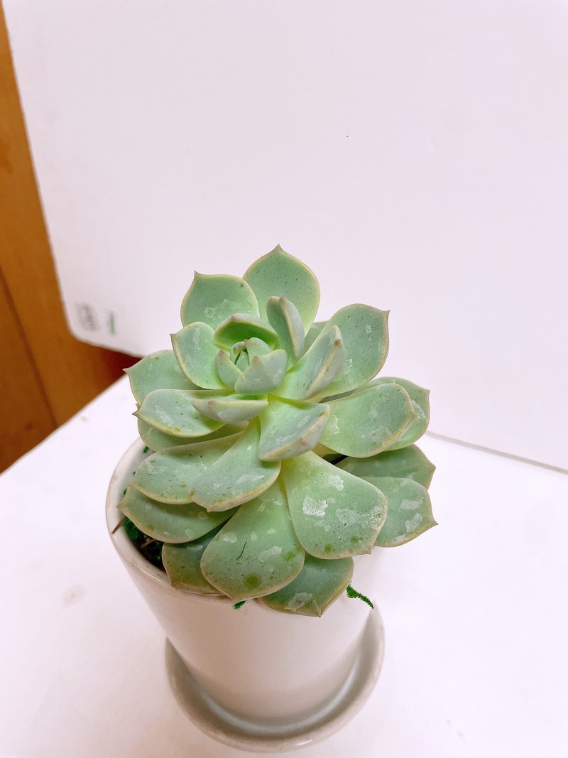 【多肉植物】白牡丹 文青首推 送禮自用觀賞 - 植栽/盆栽 - 陶 