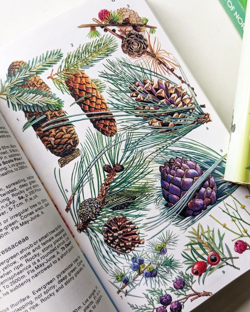 Three Plant Illustrations/Alpine Flowers/Plant Colors/Farm Vegetables and Fruits/Ancient Books/Illustration/Flower Art/Flowers - Indie Press - Paper Yellow