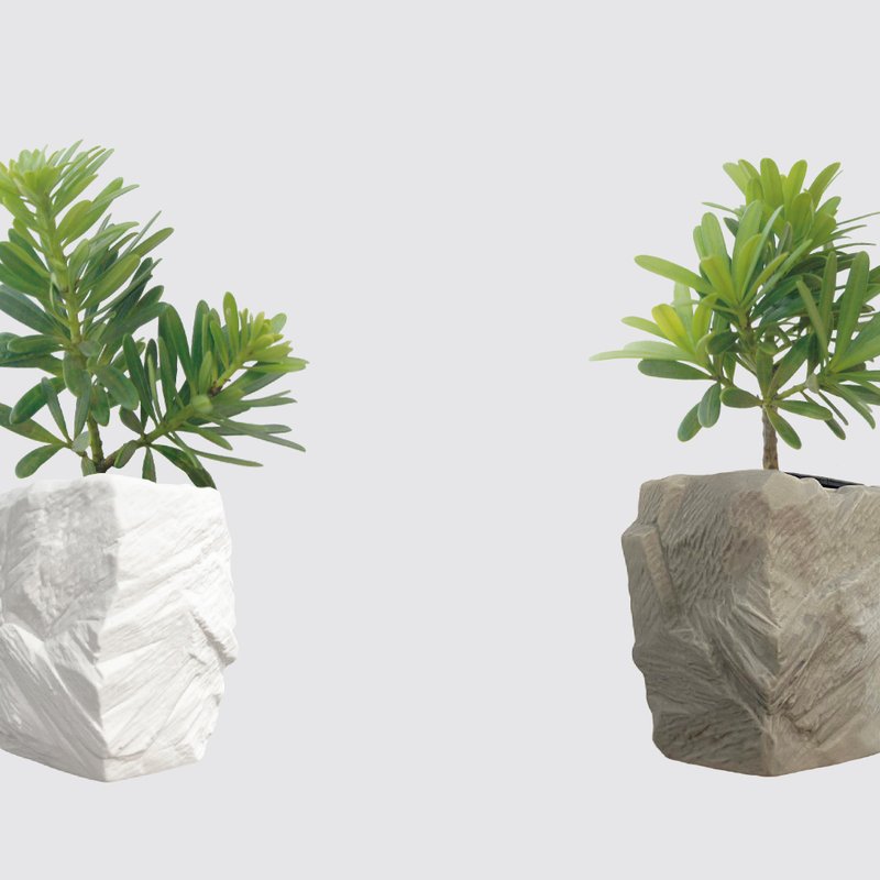 │ Square Basin Series │ Podocarpus-Pine and Cypress Plant Ceramic Pots Indoor Plants - ตกแต่งต้นไม้ - พืช/ดอกไม้ 