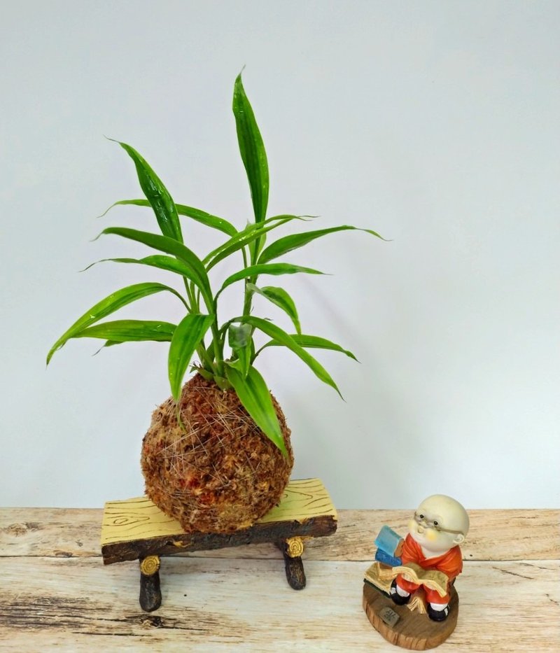 居家幸福苔球 苔玉 智利原色水苔 五行幸運植物 黃金竹 - 花藝/盆栽/植栽 - 植物．花 