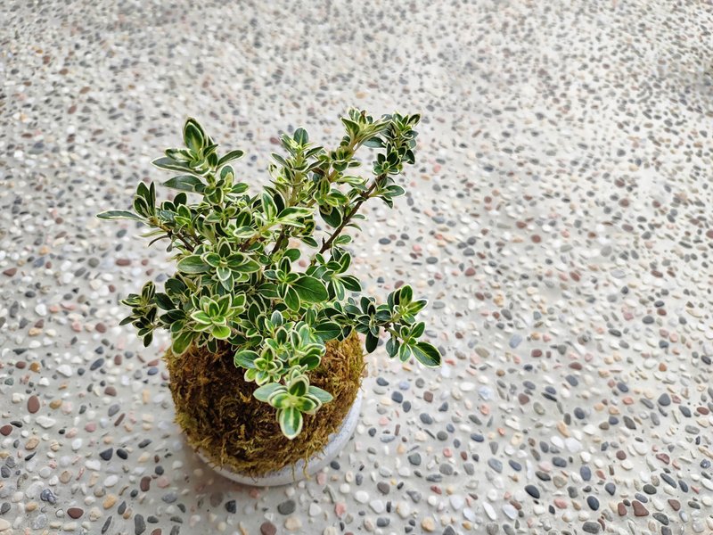 斑葉六月雪苔球│陽台植物│喜光植物│觀葉植物 - 植栽/盆栽 - 植物．花 黃色