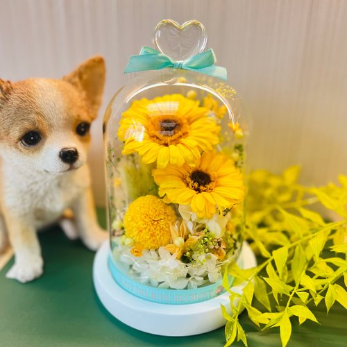 Just Believe Florist 永生花向日葵玻璃罩夜燈 乒乓菊兔尾草可愛造型 畢業 謝師 客製化