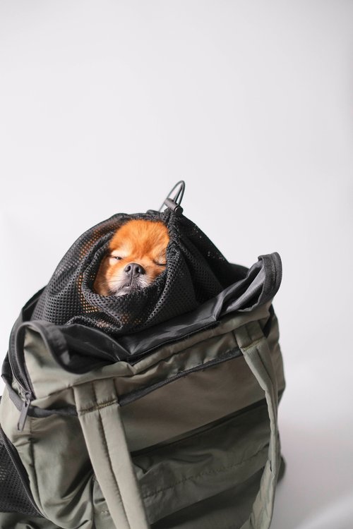 Timbuk2 dog outlet bag