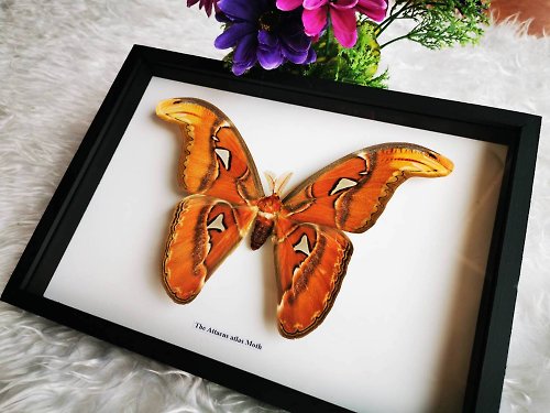 cococollection Set Atlas Moth (M) Butterfly Insect Taxidermy Wood Box Frame Showcase Display