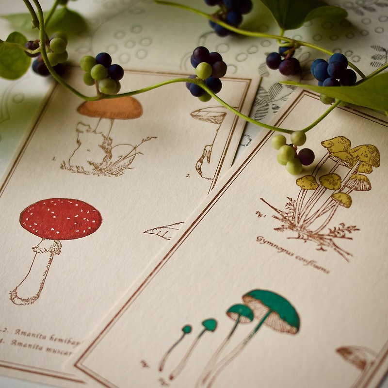 2 postcards / mushroom / 90 x 148mm / letterpress printing - การ์ด/โปสการ์ด - กระดาษ 