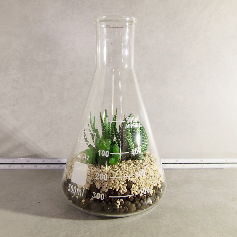 500ml Conical Beaker / Liliaceae Flesh [Plant Warranty] Gift - จัดดอกไม้/ต้นไม้ - แก้ว สีเขียว