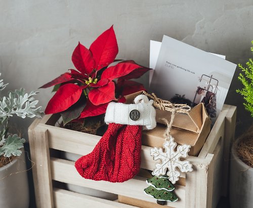 CLING植琢 【聖誕植物DIY禮盒】-交換禮物/聖誕紅/香冠柏/銀葉菊/植物組盆