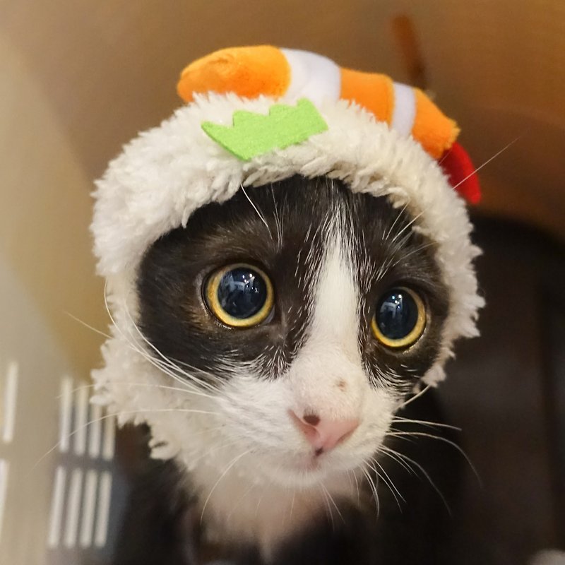 Shrimp sushi pet cat and dog hat headgear*S - ชุดสัตว์เลี้ยง - เส้นใยสังเคราะห์ ขาว