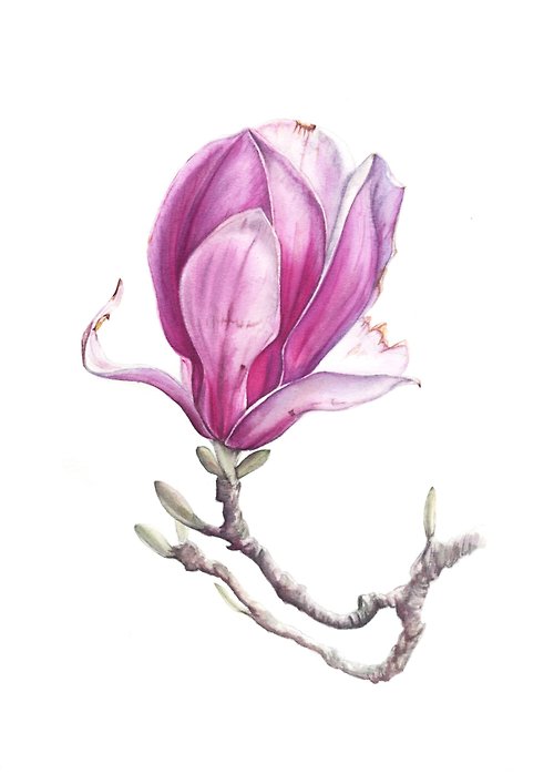 Inspiration Magnolia flower
