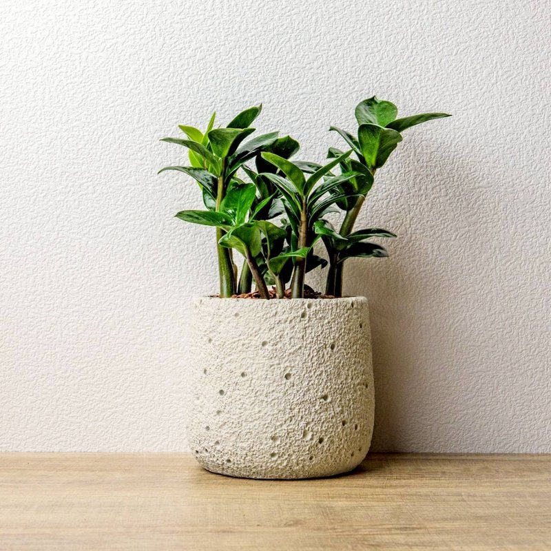 金璽金錢樹 圓點白小水泥盆栽 + 裝飾小公仔1組 - 盆栽/植栽 - 植物．花 綠色