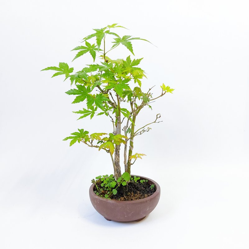 浮生精選【日本原株山槭・叢幹・イロハモミジ】 - 盆栽/植栽 - 植物．花 