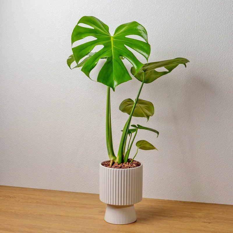 龜背芋白色高腳陶盆 桌上盆栽 室內植物 禮物 - 盆栽/植栽 - 植物．花 白色
