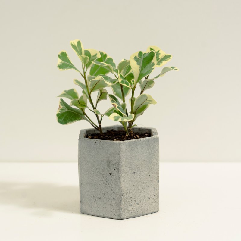 斑葉三角榕│泥作系列│福所栽 - 盆栽/植栽 - 水泥 綠色