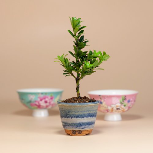雀樓植栽 【辦公室植栽】綠鑽羅漢松 桌上型盆栽 居家擺設