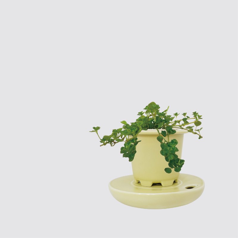 │ 窯瓷系列 │ 嬰兒淚 - 寵物友善 垂吊 水耕盆栽 瓷器 - 盆栽/植栽 - 植物．花 