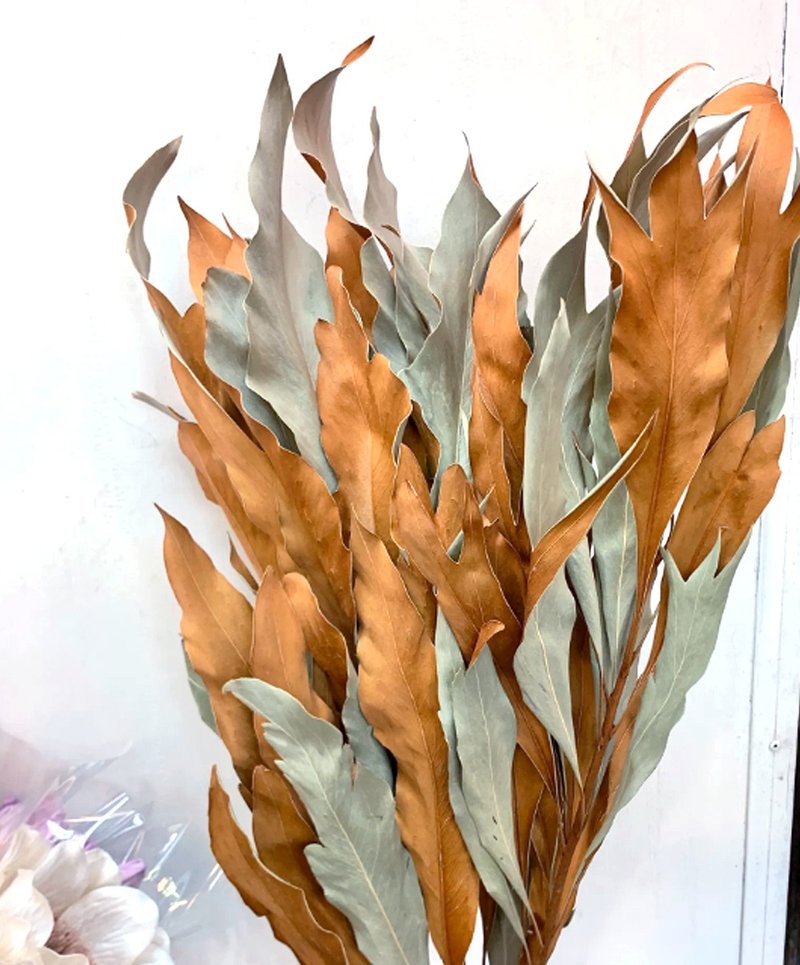 HUA禮堅強純潔真誠歐洲乾燥銀樺葉 - 乾燥花/永生花 - 植物．花 