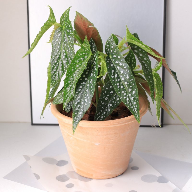 植栽 盆栽 l 白冰秋海棠  Deroma帝羅馬花盆 開幕盆栽 室內植栽 - 盆栽/植栽 - 陶 