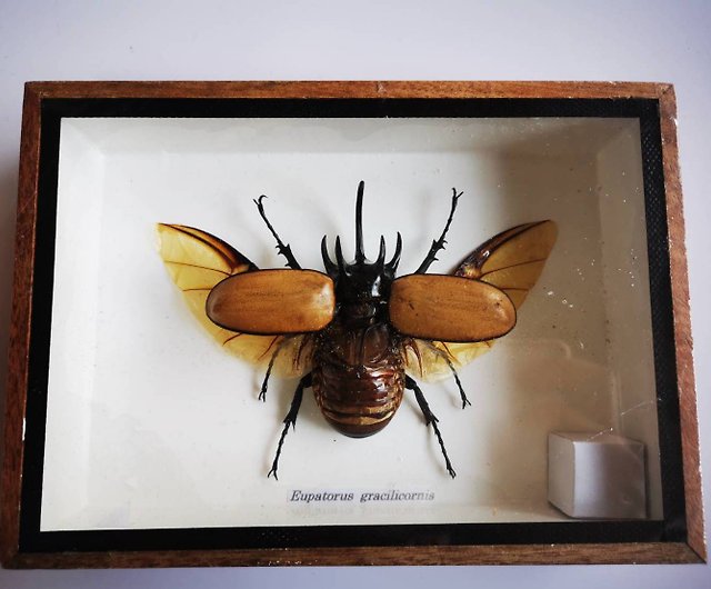 Real 5 Horned Gracilicornis Beetle Insect Taxidermy in Box 