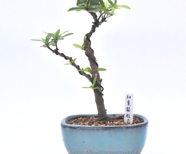 フタバガキ科 ショップ Bonsai Planet 観葉植物 Pinkoi