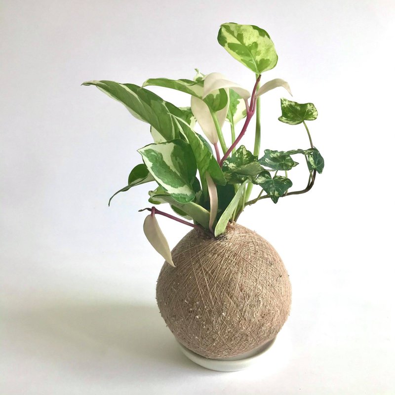 喜悅黃金葛 三品組合植栽苔球 - 植栽/盆栽 - 植物．花 