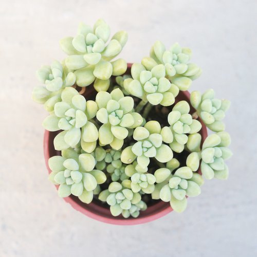 荳荳 ‧ 多肉植物與小雜貨 【荳荳多肉】【珍珠姬秋麗】喬遷│送禮│升遷│多肉植物