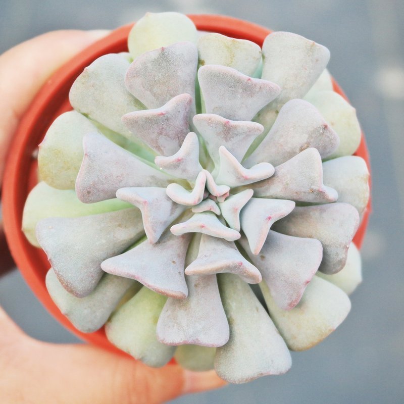 【Dou Dou Succulents】【Cube Frost】Housewarming│Gifts│Promotion│Succulents - Plants - Plants & Flowers 