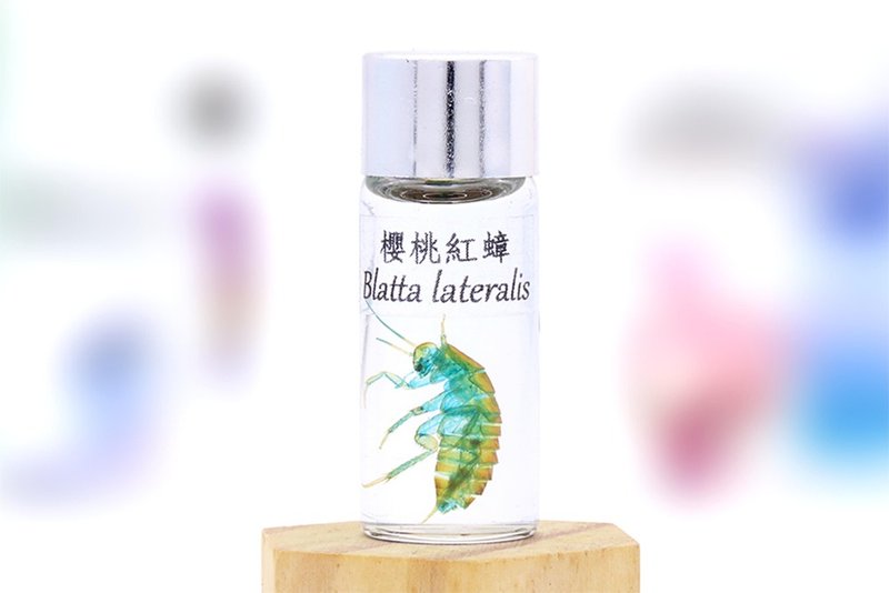 透明生物標本 - 櫻桃紅蟑 Blatta lateralis - 擺飾/家飾品 - 玻璃 