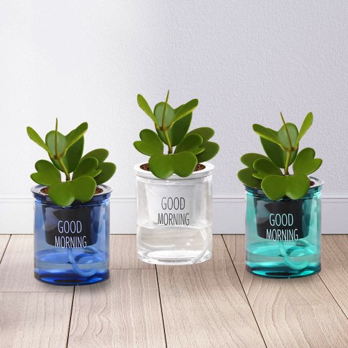 Hug Mountains 植栽 室內盆栽 愛心 心葉球蘭 懶人盆栽