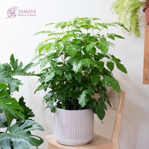 玉屋 TAMAYA Flowers & Plants 旺旺樹 | 中型