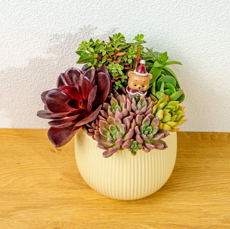 多肉組盆 線條圓陶盆黃色 桌上型盆栽 開幕送禮 喬遷禮物 植栽 - 盆栽/植栽 - 陶 黃色