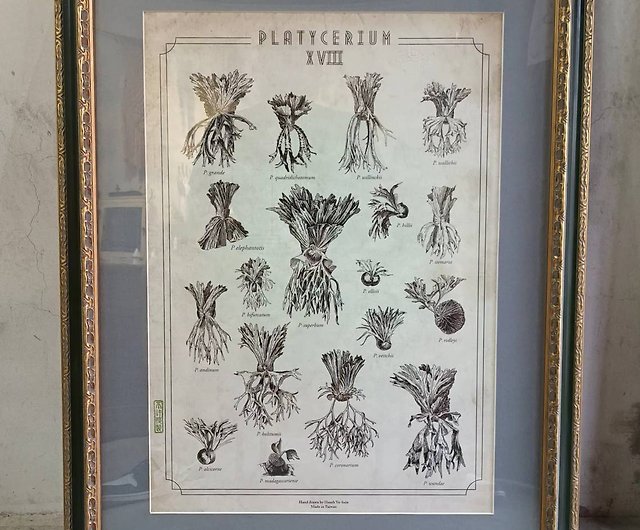 台湾版 在来18種のシダ植物図鑑 額縁付 ショップ Plantinthestudio ポスター 絵 Pinkoi