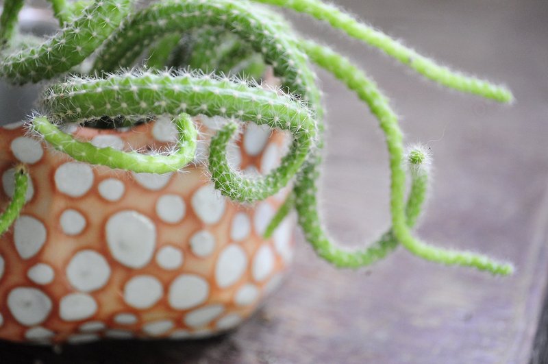 ceramic plant-pot fun spot - 花瓶/花器 - 陶 