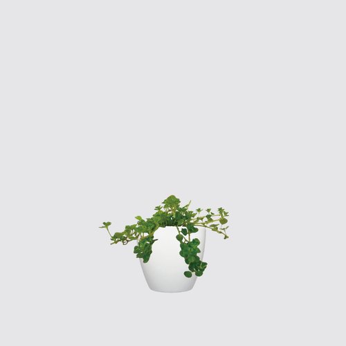 森多 水耕植研所 │ 犀力系列 │嬰兒淚 - 寵物友善 垂吊 耐摔器皿 室內 水耕盆栽