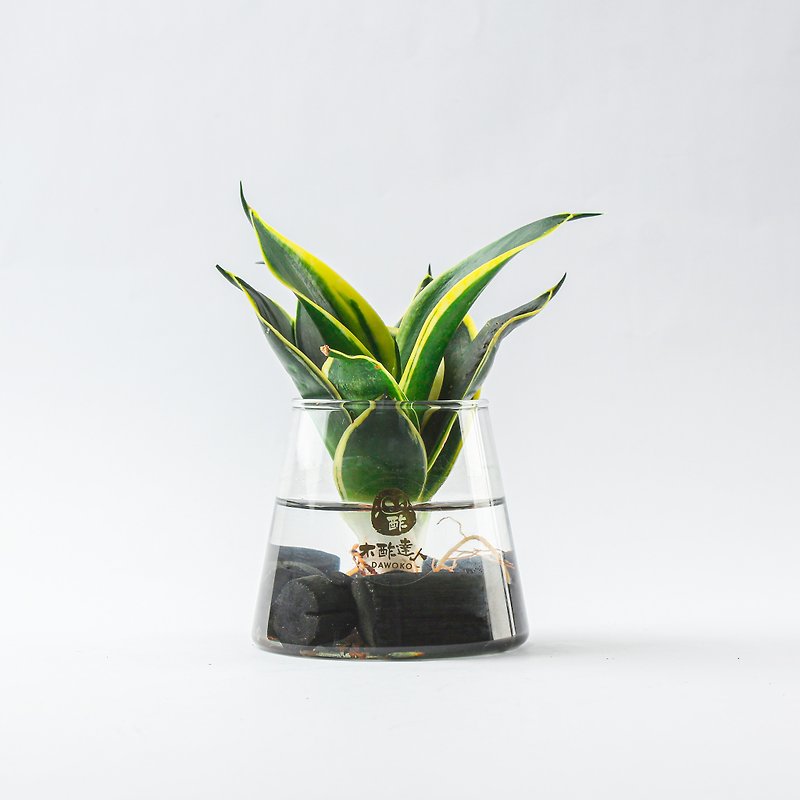 Hydroponic Charcoal Pot | Sansevieria indoor planting/simple care/gospel for lazy people - Plants - Plants & Flowers Green