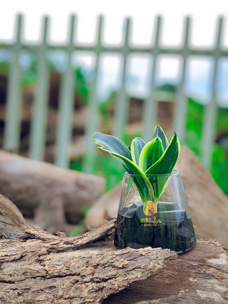 Hydroponic Charcoal Pot | Sansevieria indoor planting/simple care/gospel for lazy people - ตกแต่งต้นไม้ - พืช/ดอกไม้ สีเขียว